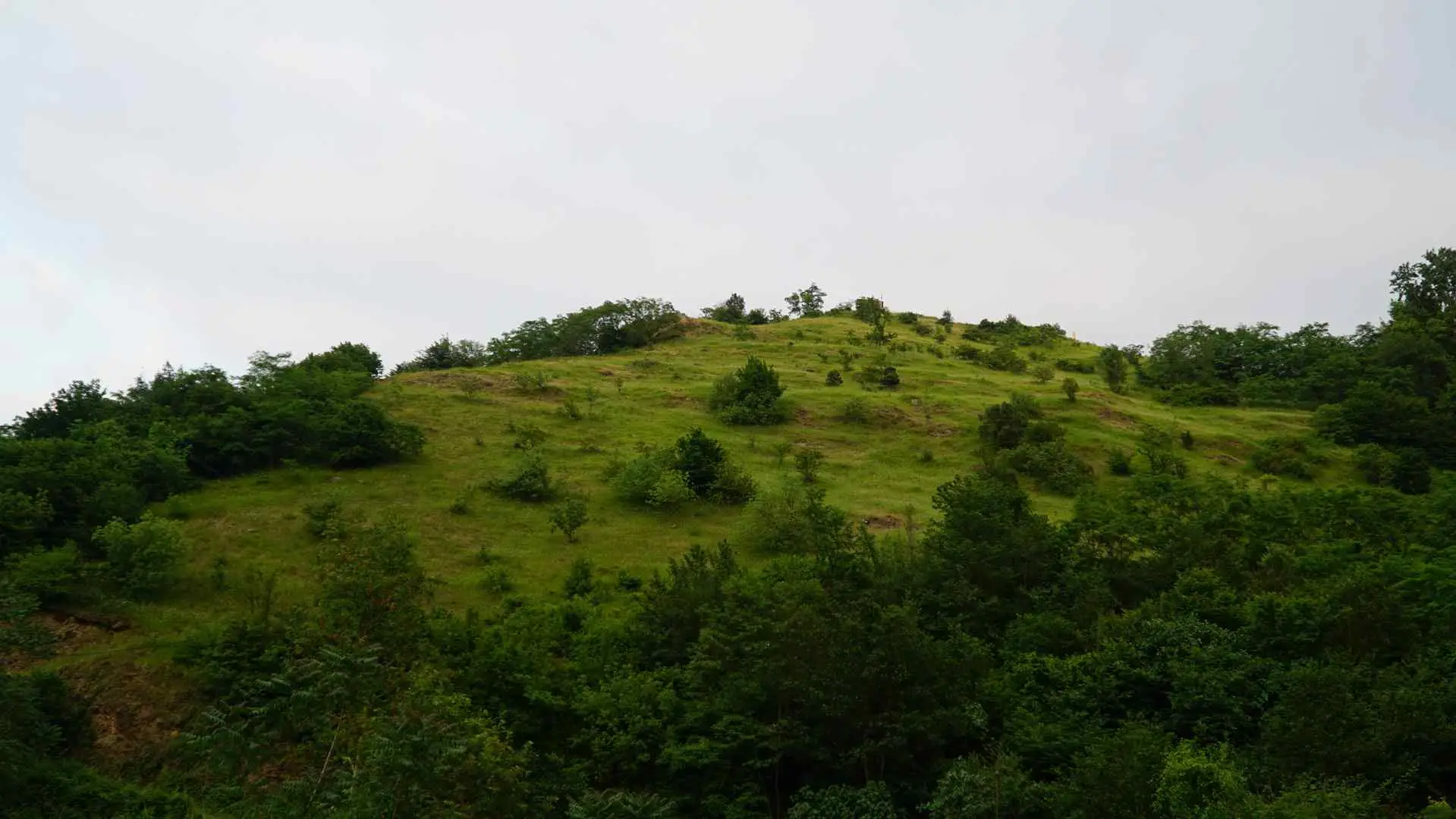 Sera golu (2)